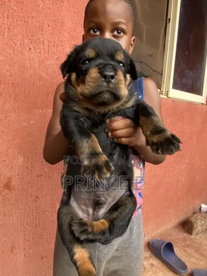 1-3 months Male Purebred Rottweiler