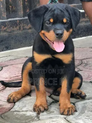 1-3 months Male Purebred Rottweiler