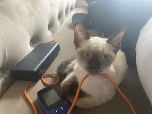 3-6 months Female Purebred Siamese