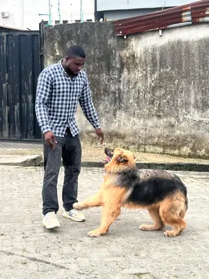 3-6 months Female Purebred German Shepherd