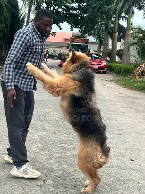 3-6 months Female Purebred German Shepherd
