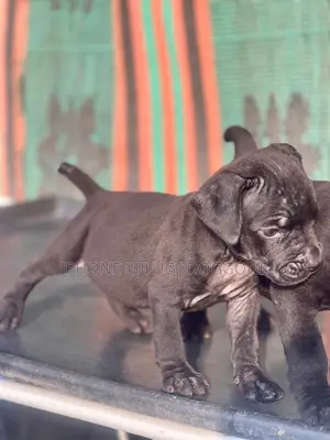 1-3 months Male Purebred Cane Corso