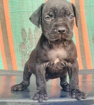 1-3 months Male Purebred Cane Corso