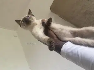 1-3 months Male Purebred Siamese