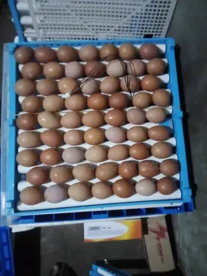 194 Eggs Auttomatic Duall Power Incubator Machine