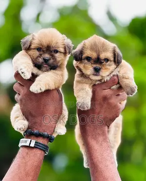 1-3 months Female Purebred Lhasa Apso