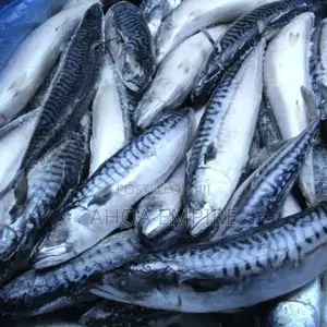 Titus Fish/Mackerel Fish -1kg