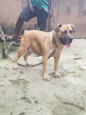 1+ year Female Purebred Boerboel