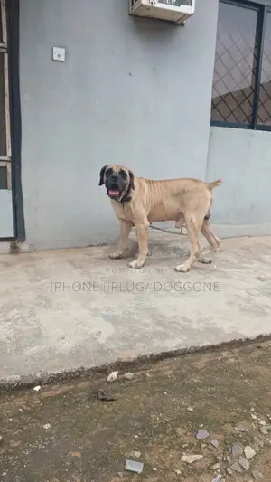 1+ year Male Purebred Boerboel