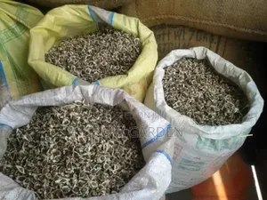 Moringa Seeds