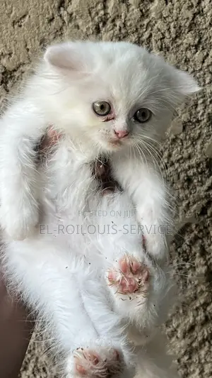 1-3 months Male Purebred Persian