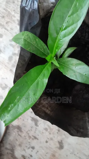 Noni Seedlings
