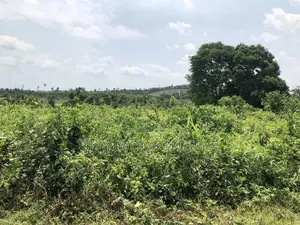 Farmland for Good Agriculture Purpose in Ogun State Nigeria