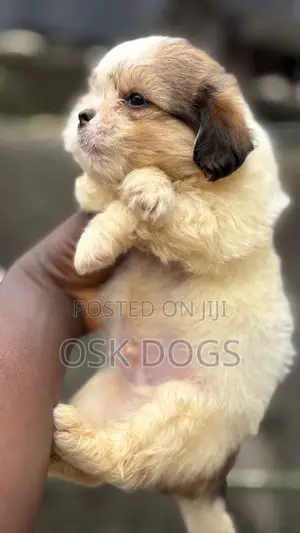1-3 months Female Purebred Lhasa Apso