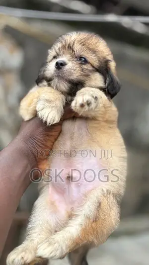 1-3 months Female Purebred Lhasa Apso