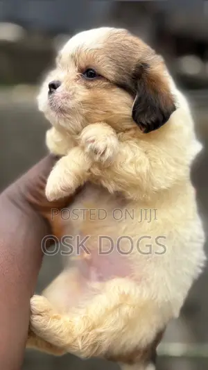 1-3 months Male Purebred Lhasa Apso