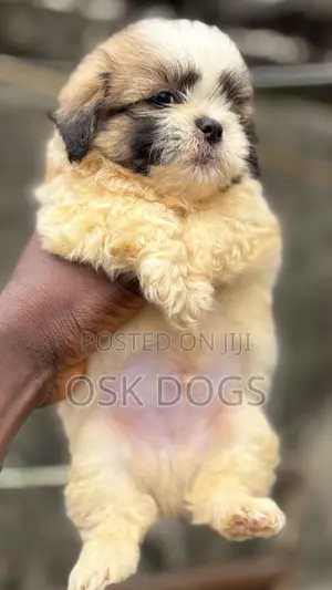 1-3 months Female Purebred Lhasa Apso