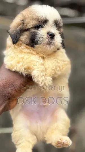 1-3 months Female Purebred Lhasa Apso