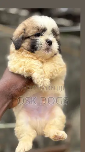 1-3 months Female Purebred Lhasa Apso
