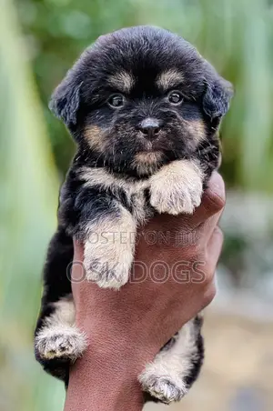 1-3 months Male Purebred Lhasa Apso
