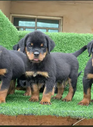 1-3 months Female Purebred Rottweiler