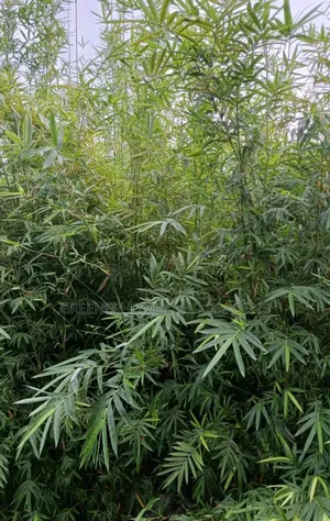 Bamboo Plants
