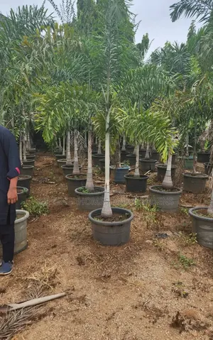 Foxtail Palm