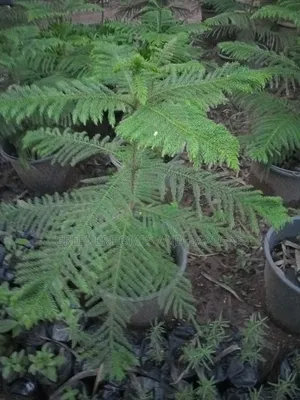 Araucaria Plant