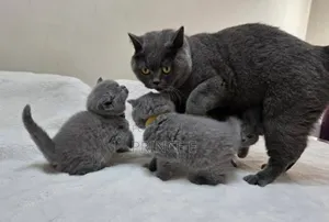 1-3 months Male Purebred British Shorthair
