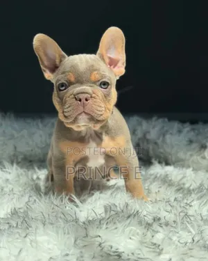 1-3 months Male Purebred French Bulldog