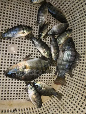 Tilapia Juvenile and Fingerling