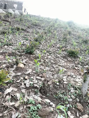 Plot of Land for Sale