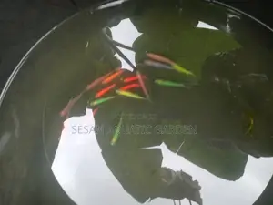 Aquarium Fishes