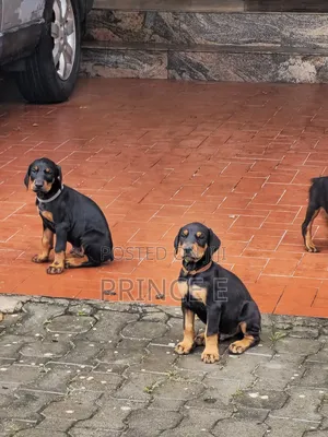 1-3 months Male Purebred Doberman Pinscher