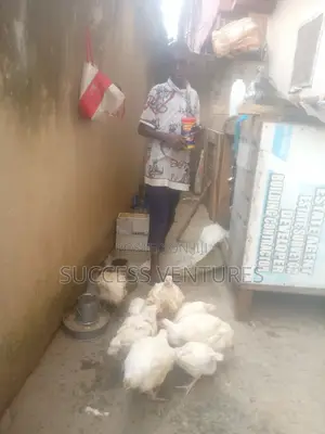 12 Weeks Broiler Chicken (Bulk Price)