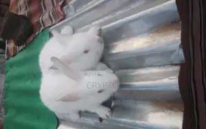 Veterinary Services for Rabbits