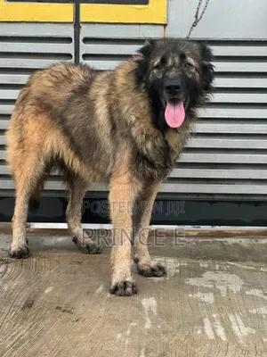 1+ year Female Purebred Caucasian Shepherd