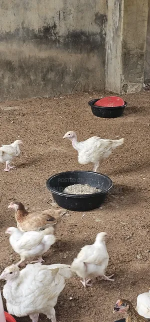 Foreign Turkey 7 Weeks