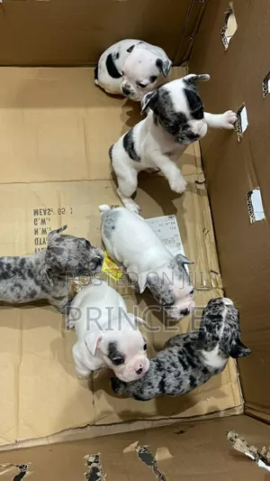 1-3 months Male Purebred French Bulldog