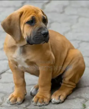 1-3 months Male Purebred Boerboel