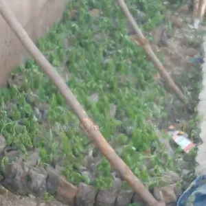 Bulk Stevia Seedlings