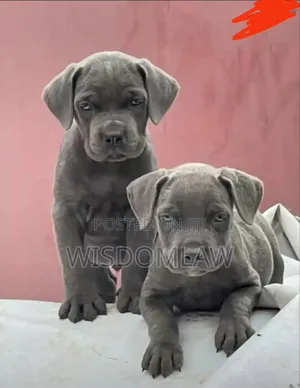 1-3 months Female Purebred Cane Corso