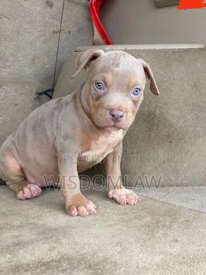 1-3 months Female Purebred American Bully