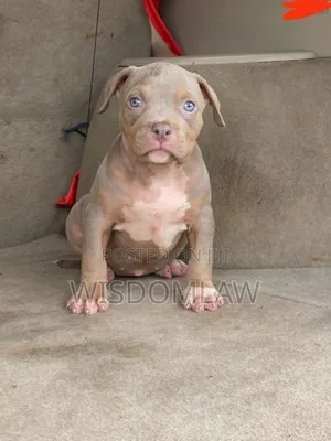 1-3 months Female Purebred American Bully