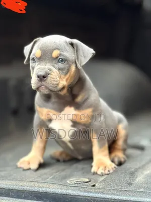 1-3 months Male Purebred American Bully