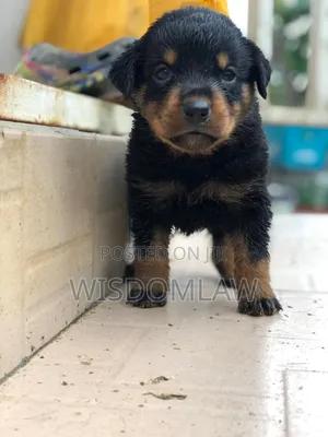 1-3 months Female Purebred Rottweiler