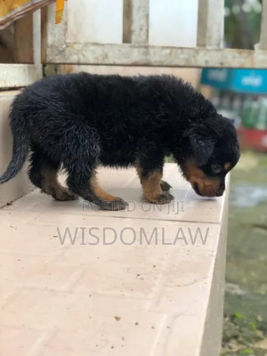 1-3 months Female Purebred Rottweiler