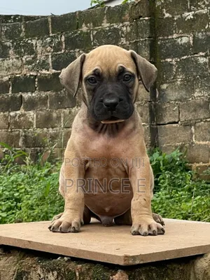 1-3 months Male Purebred Boerboel