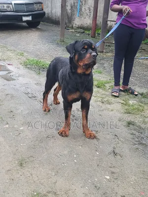1+ year Male Purebred Rottweiler