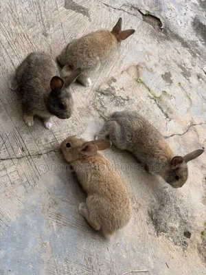 Rabbit Weaners
